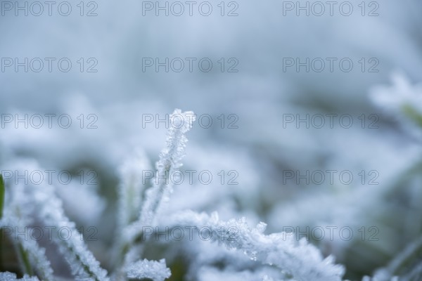 Ice crystals from roarfrost on grass blades in winter, Bavaria, Germany