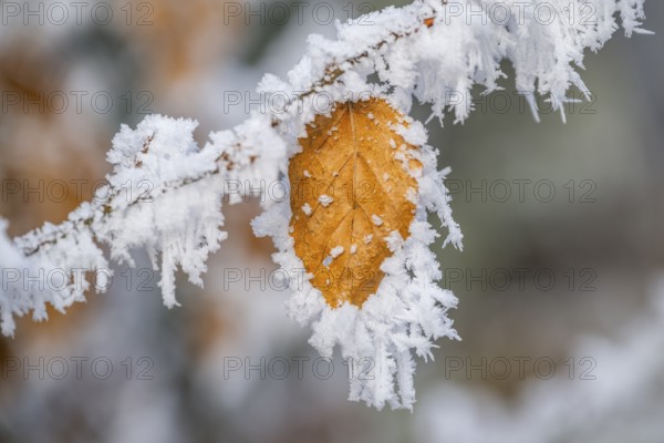 Ice crystals from roarfrost on a common beech (Fagus sylvatica) leaf at sunshine in winter, Bavaria, Germany