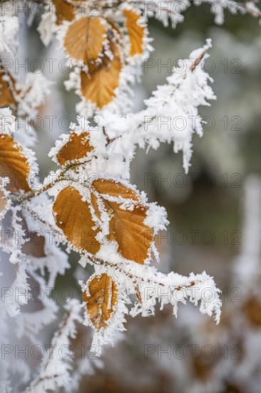 Ice crystals from roarfrost on a common beech (Fagus sylvatica) leaf at sunshine in winter, Bavaria, Germany