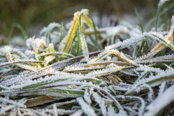 Ice crystals from roarfrost on grass blades in winter, Bavaria, Germany