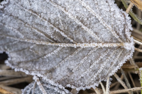 Ice crystals from roarfrost on a goat willow (Salix caprea) leaf lying on the ground in winter, Bavaria, Germany