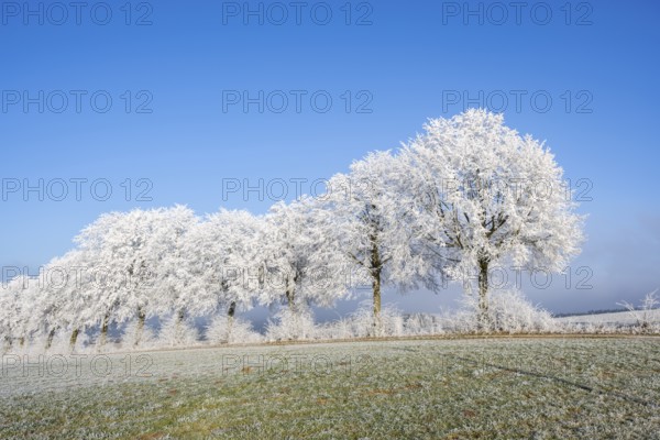 Silver lime trees (Tilia tomentosa) with hoarfrost on the branches standing on a meadow on a sunny day with blue sky in the background in winter, Bavaria, Germany