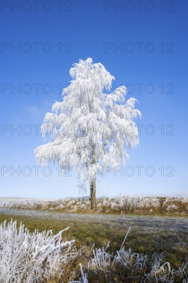Silver birch (Betula pendula) standing on a meadow with hoarfrost on the branches in front of blue sky at sunshine in winter, Bavaria, Germany