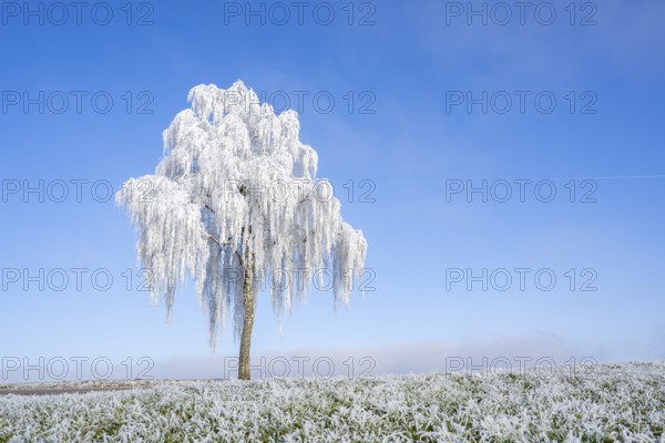 Silver birch (Betula pendula) standing on a meadow with hoarfrost on the branches in front of blue sky at sunshine in winter, Bavaria, Germany