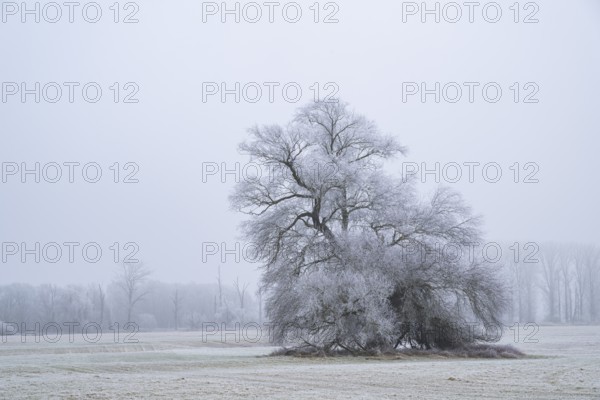 Eastern crack-willow (Salix euxina) standing on a meadow with hoarfrost on the branches in winter, Bavaria, Germany