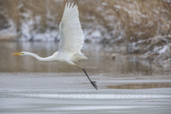 Great White Egret (Egretta alba) Germany