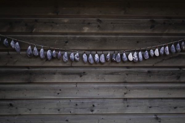 Shell necklace on a wooden wall, Resö Island, Bohuslän, Skagerrak, Sotenäs, Västra Götalands län, Sweden