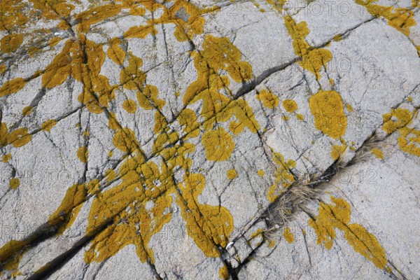 Yellowish lichen on a furrowed granite rock, Resö Island, Bohuslän, Skagerrak, Sotenäs, Västra Götalands län, Sweden