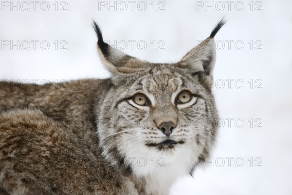 Eurasian lynx (Lynx lynx) in winter, portrait, captive, Germany