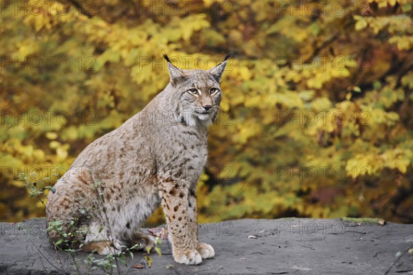 Eurasian lynx (Lynx lynx) sitting on a stone in autumn, captive, Germany