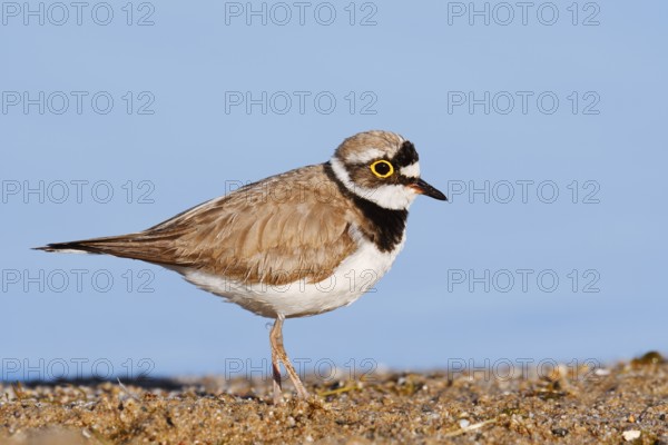 Little Ringed Plover (Charadrius dubius), North Rhine-Westphalia, Germany