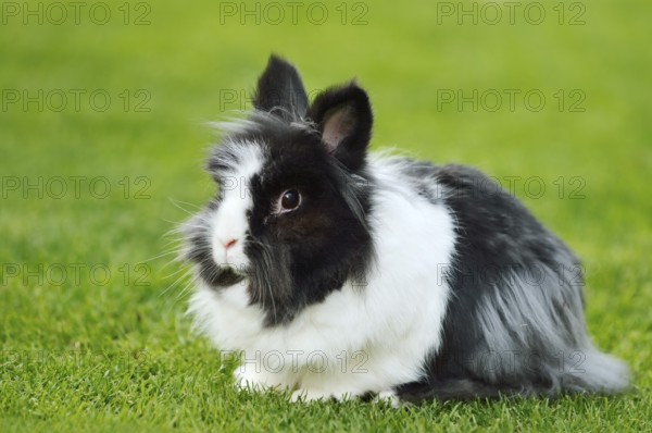 Lionhead rabbit (Oryctolagus cuniculus forma domestica) in a meadow, North Rhine-Westphalia, Germany