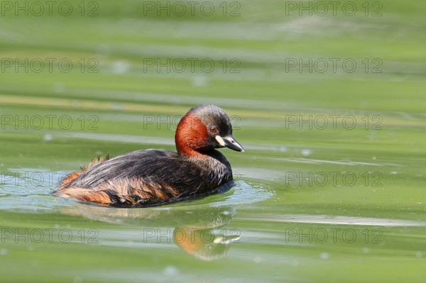 Little grebe (Tachybaptus ruficollis), North Rhine-Westphalia, Germany