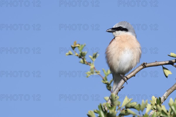 Red-backed shrike (Lanius collurio), male, North Rhine-Westphalia, Germany
