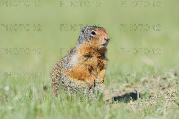 Columbia ground squirrel (Urocitellus columbianus, Spermophilus columbianus), Jasper National Park, Alberta, Canada