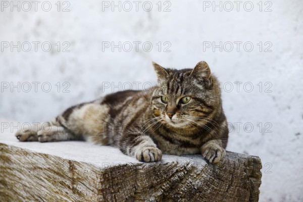 Domestic cat (Felis catus) lying on a wooden bench, Brittany, France