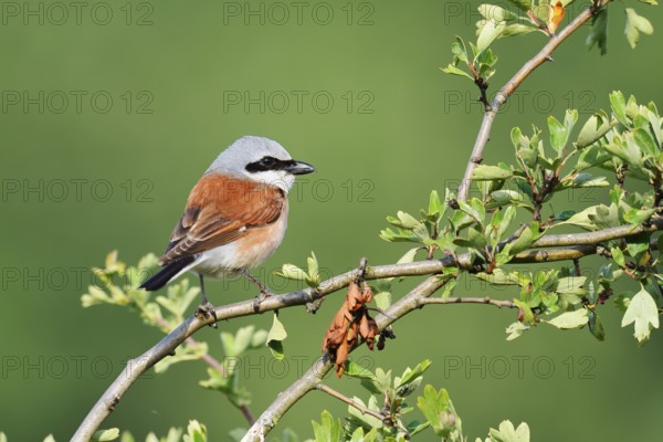 Red-backed shrike (Lanius collurio), male, North Rhine-Westphalia, Germany
