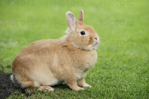 Dwarf rabbit (Oryctolagus cuniculus forma domestica) in a meadow, North Rhine-Westphalia, Germany