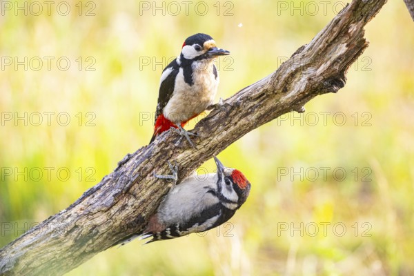 Great spotted woodpecker (Dendrocopus major) ml Old bird feeding young bird Germany
