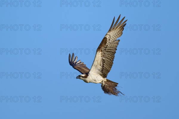 Osprey flying with outstretched wings under a clear sky, Osprey (Pandion haliaetus), Flamingo, Everglades National Park, Florida, USA