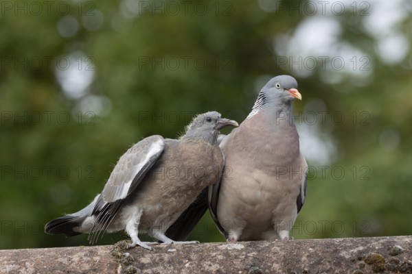 Wood pigeon (Columba palumbus) juvenile baby squab bird begging for food from an adult parent bird on an urban house roof, England, United Kingdom