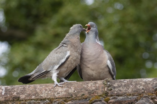 Wood pigeon (Columba palumbus) adult parent bird feeding a juvenile baby squab bird on an urban house roof, England, United Kingdom