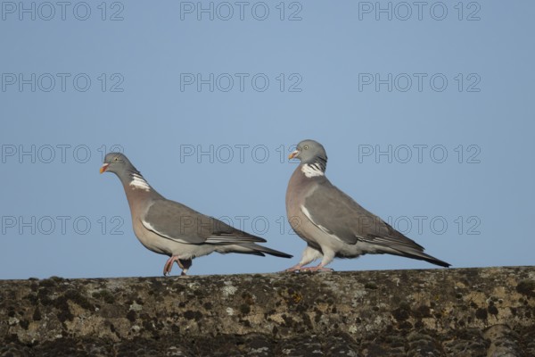 Wood pigeon (Columba palumbus) two adult birds performing their love courtship display on an urban house roof, England, United Kingdom