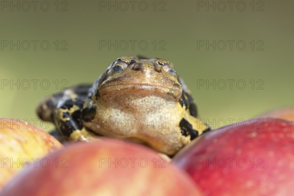 Common frog (Rana temporaria) adult amphibian on a fallen apple in a garden, England, United Kingdom