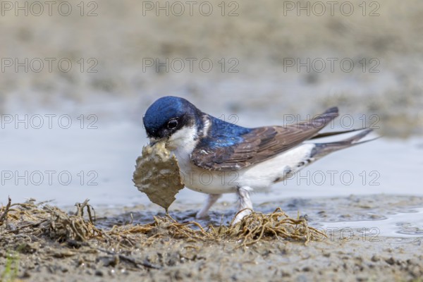 Common house martin, northern house martin (Delichon urbicum) collecting mud in beak from puddle for building nest in spring