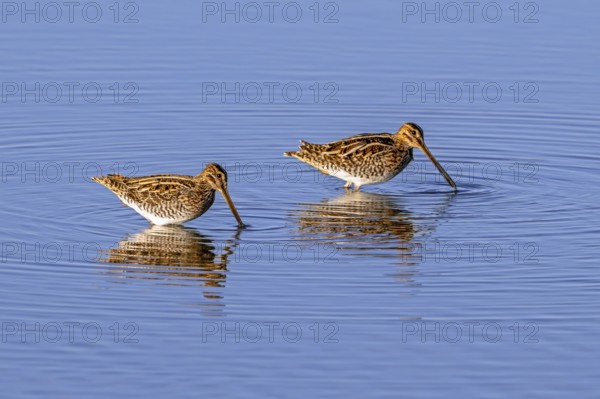 Two common snipes (Gallinago gallinago) foraging in shallow water by probing soft mud in pond in late summer