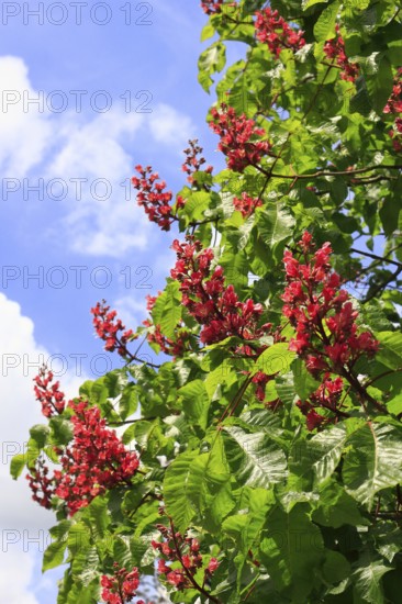 Red-flowering horse chestnut (Aesculus carnea), North Rhine-Westphalia, Germany