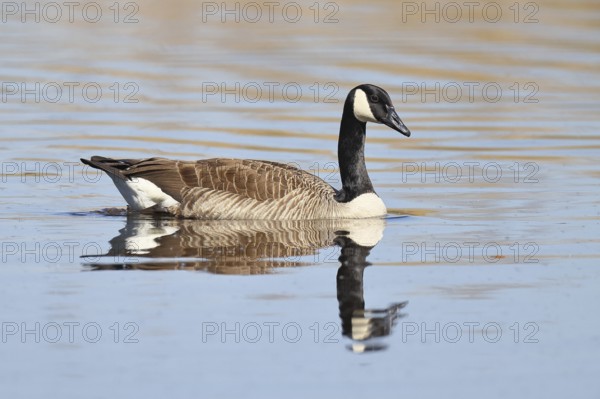 Canada goose (Branta canadensis), swimming on a lake, wildlife, birds, geese, nature reserve Wagbachniederung, Waghäusel, Baden-Württemberg, Germany