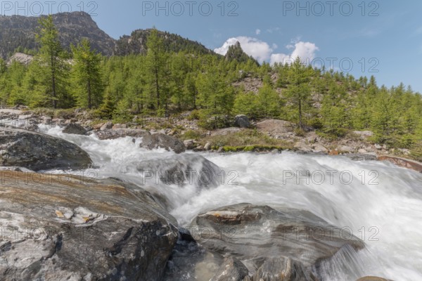 A rushing river cascades over smooth stones, surrounded by lush green trees and majestic mountains. The bright blue sky adds to the peaceful summer atmosphere. Grachen, Viege, Valais, Swiss