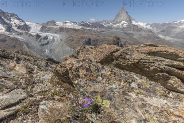 A solitary purple wildflower Aster des Alpes (Aster alpinus) rises from the rocky ground and displays its vibrant colour against the stone. The Matterhorn mountain towers majestically in the background on a bright day. Zermatt, Valais, Alps, Swiss