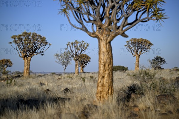 Quiver trees (Aloe dichotoma), quiver tree forest near Keetmanshoop, Karas Region, Namibia