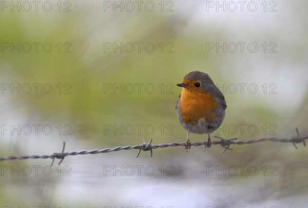 European robin (Erithacus rubecula), Lower Rhine, North Rhine-Westphalia, Germany