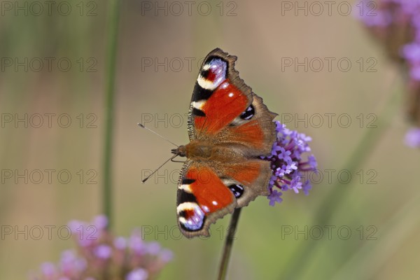 Butterfly, peacock butterfly (Aglais io), Purpletop vervain (Verbena bonariensis), Burgstemmen, Nordstemmen, Lower Saxony, Germany