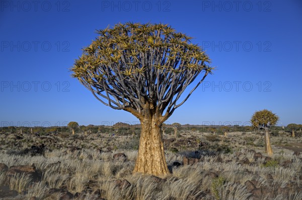Quiver tree (Aloe dichotoma), quiver tree forest near Keetmanshoop, Karas Region, Namibia