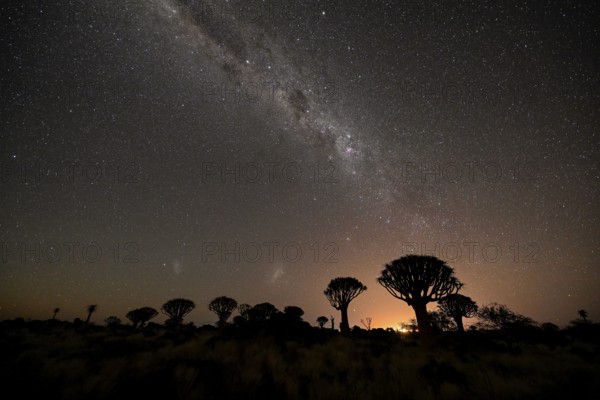 Quiver trees (Aloe dichotoma) under the starry sky, quiver tree forest near Keetmanshoop, Karas Region, Namibia
