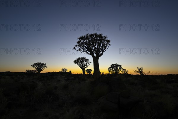 Quiver trees (Aloe dichotoma) in first daylight, quiver tree forest near Keetmanshoop, Karas Region, Namibia