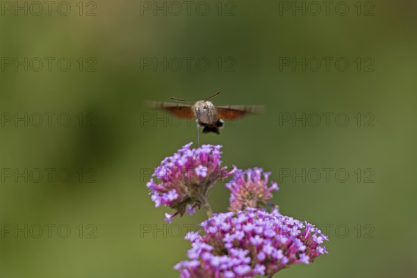 Butterfly, pigeon tail (Macroglossum stellatarum), also known as hummingbird butterfly or hummingbird hawk moth, Purpletop vervain (Verbena bonariensis), Burgstemmen, Nordstemmen, Lower Saxony, Germany