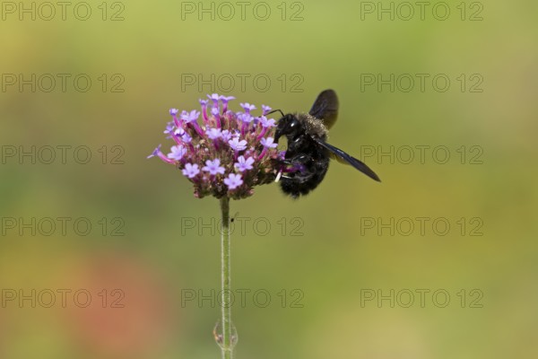 Wood bee (Xylocopa), Purpletop vervain (Verbena bonariensis), Burgstemmen, Nordstemmen, Lower Saxony, Germany