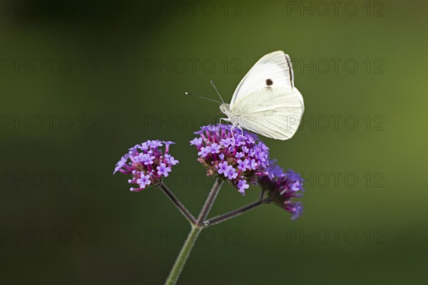 Butterfly, Cabbage butterfly (Pieris brassicae), Purpletop vervain (Verbena bonariensis), Burgstemmen, Nordstemmen, Lower Saxony, Germany