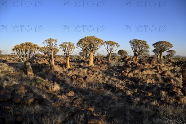 Quiver trees (Aloe dichotoma), quiver tree forest near Keetmanshoop, Karas Region, Namibia
