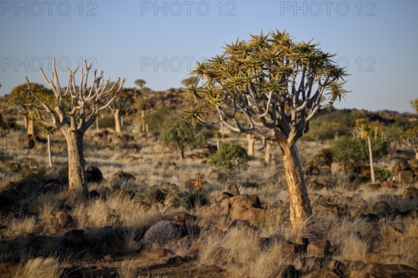 Quiver trees (Aloe dichotoma), quiver tree forest near Keetmanshoop, Karas Region, Namibia