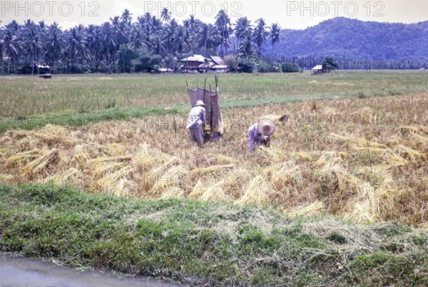 Rice cultivation paddy fields rural farming agriculture countryside area, Penang, Penang Island, Malaya, Malaysia 1965