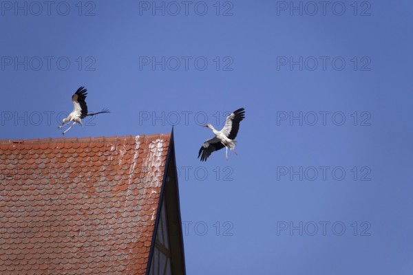 White storks, summer, Germany