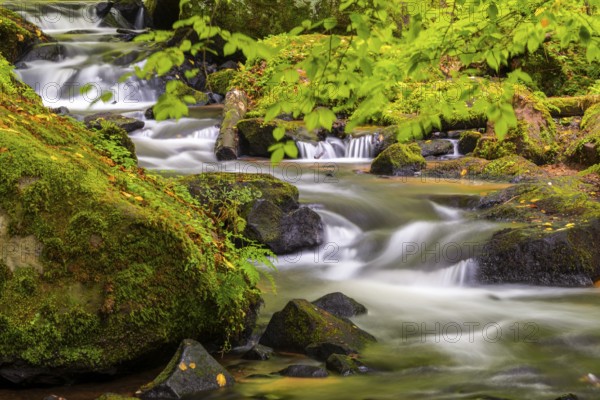 Stream through moss-covered stones, bracken fern (Pteridium aquilinum), Leptosporangiate ferns (Polypodiopsida), Karlstalschlucht, Trippstadt, Pfläzerwald, Rhineland-Palatinate, Germany