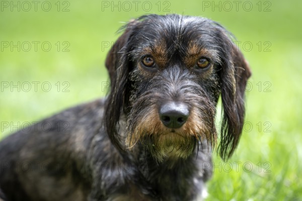Rough-haired dachshund (Canis lupus familiaris) male, 4 years, animal portrait, attentive, Stuttgart, Baden-Württemberg, Germany