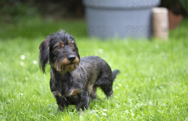 Rough-haired dachshund (Canis lupus familiaris) male, 4 years, attentive, in a meadow, in garden, Stuttgart, Baden-Württemberg, Germany